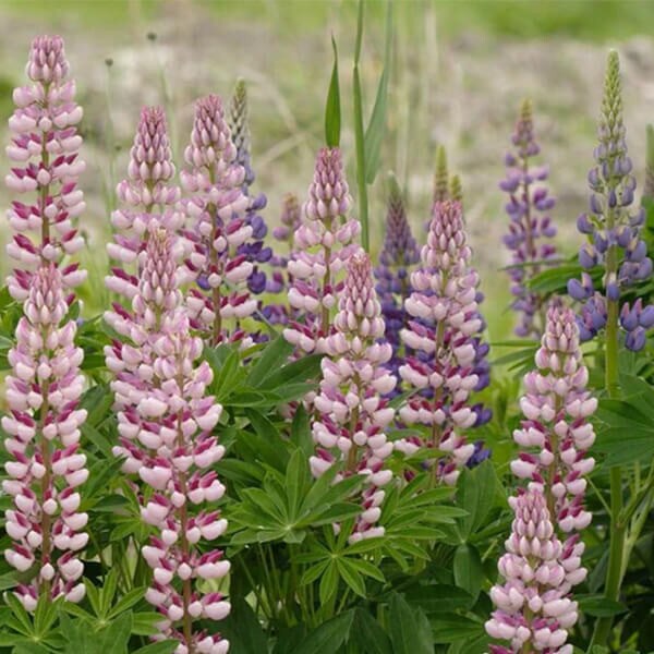 Russell Hybrids Lupins Flower Seed